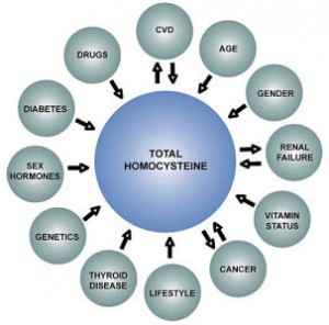 homocysteine