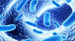 Antibiotiques et maladies intestinales : les probiotiques sont-ils nécessaires ?