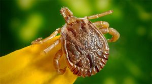 Dossier : Lyme, la maladie qui fait transpirer la médecine