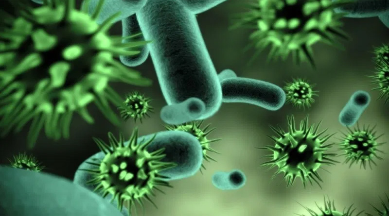 Les coronavirus infectent des bactéries