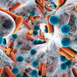 COVID-19 : Les bactéries, dont prevotella, sont bien de la partie