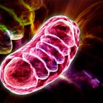 Les mitochondries impliquées dans le Covid long